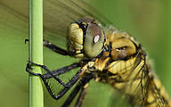 Black-tailed Skimmer (Female, Orthetrum cancellatum)